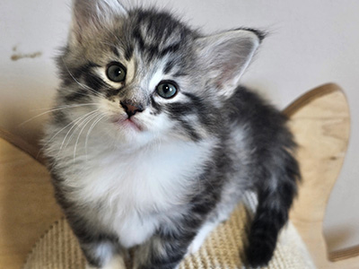 Negapi, 5 weeks old