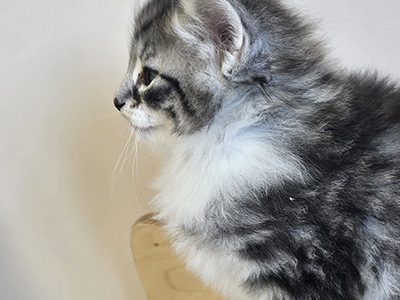 Negapi, 5 weeks old