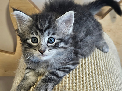 Nymphali, 5 weeks old