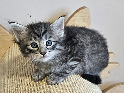 Nymphali, 5 weeks old