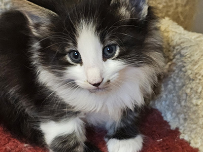 Nala, 5 weeks old