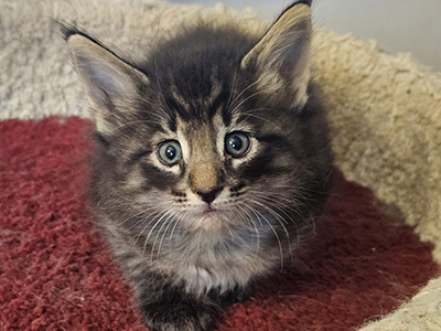 Nerris, 5 weeks old