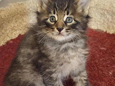 Nerro, 5 weeks old