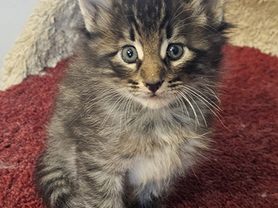 Nerro, 5 weeks old