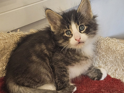 Niels, 5 weeks old