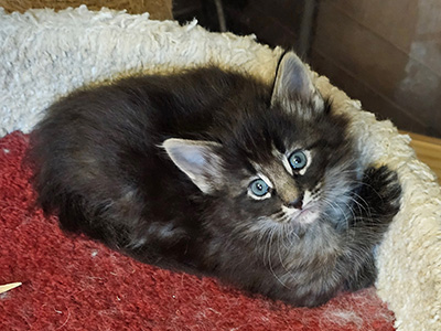 Nissa, 5 weeks old