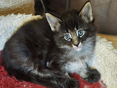 Nissa, 5 weeks old