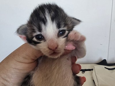Nikita, 10 jours