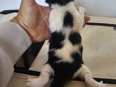 Nikita, 10 jours