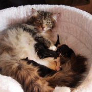 Angel and her kittens